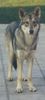 Saarlooswolfhund Foto: ORKA WOLFIN DU PACHA MOOR (ID 1080) Saarlooswolfhund Hund