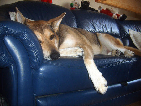 Saarlooswolfhund Hunde Foto 43654 Saarlooswolfhund
