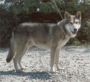 Saarlooswolfhund Hunde Foto 91 Saarlooswolfhund