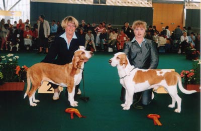 Sabueso Espanol Hunde Foto 633 Sabueso Espanol Cameron de Sierra del Cuera, Comptessa Perrera Iberica