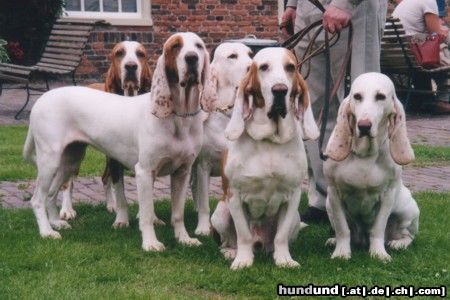 Sabueso Espanol kennel perrera iberica