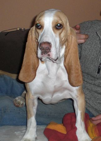 Sabueso Espanol Hunde Foto 42746 Sabueso Espanol Sabueso Espanol