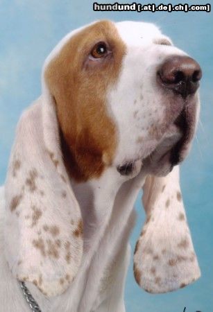 Sabueso Espanol kennel perrera iberica