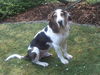 Sabueso Espanol Foto: Der Sabueso Hugo... (ID 44989) Sabueso Espanol Hund