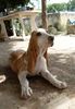 Sabueso Espanol Foto: Canya de Na Boira (ID 43818) Sabueso Espanol Hund
