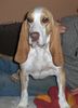 Sabueso Espanol Foto: Sabueso Espanol (ID 42746) Sabueso Espanol Hund