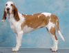 Sabueso Espanol Foto: kennel perrera iberica (ID 15312) Sabueso Espanol Hund