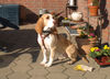 Sabueso Espanol Foto: Sabueso Hündin 3 Jahre alt (ID 42716) Sabueso Espanol Hund
