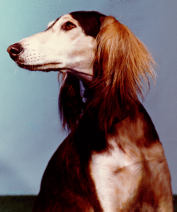 Saluki