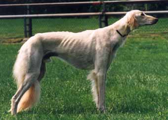 Saluki Hunde Foto 199 Saluki