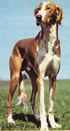 Saluki Hunde Foto 200 Saluki