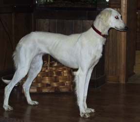 Saluki Hunde Foto 201 Saluki