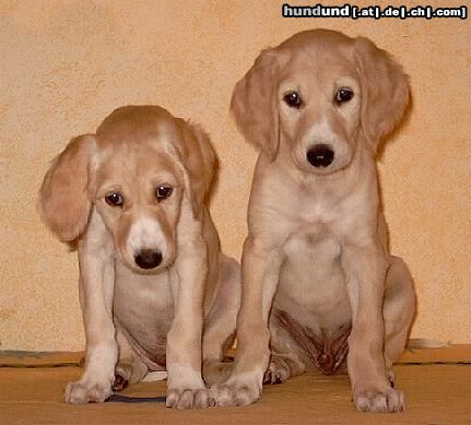 Saluki Achthamar Abrisham & Alak Kardan