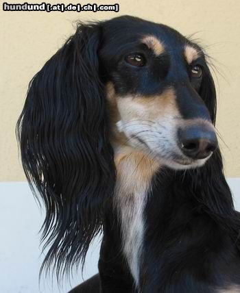 Saluki Hunde Foto 4590 Saluki Geburtstagskind!