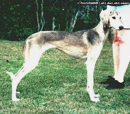 Saluki Hunde Foto 4876 Saluki Achthamar Arabiya-Riyadh, 5,5 Monate alt