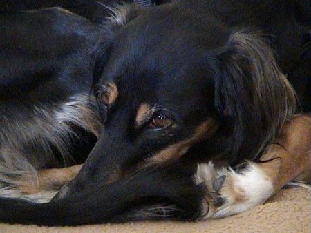 Saluki Hunde Foto 32194 Saluki immer diese störungen!