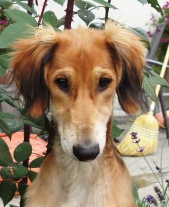 Saluki Salukiwelpe - w - Chill-Ceylan Al Djiibaajah