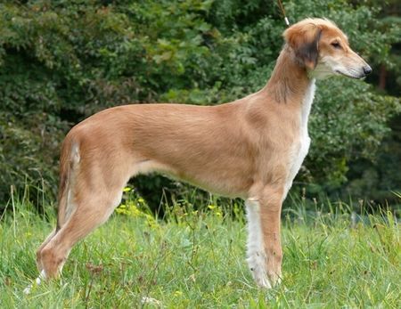 Saluki Salukiwelpe - w - Chill-Ceylan Al Djiibaajah