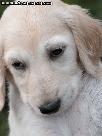 Saluki Hunde Foto 9398 Saluki Sa'id Shaayaan von Baghlan, 4 Wochen, Züchter Petra Schuster, Eigentümer Chr. Kohn