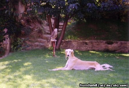 Saluki Hunde Foto 23015 Saluki Falconers Dream Enigma mit Falke