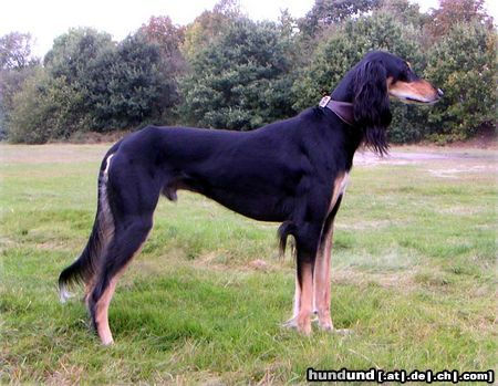 Saluki Farid´Aasim al Asmaanii