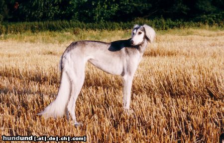 Saluki Hunde Foto 6310 Saluki Geelay Pari Was