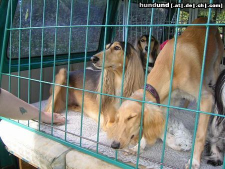Saluki Hunde Foto 14053 Saluki Im Auto