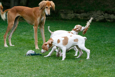 Saluki Hamra of Falconers Dream mit Pointer-Welpen