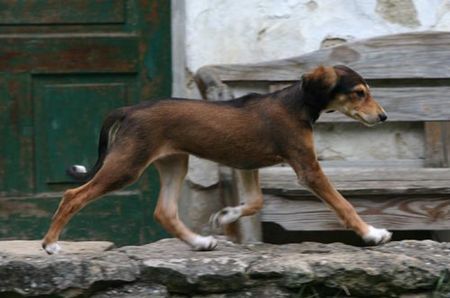 Saluki Salukiwelpe of Falconers Dream