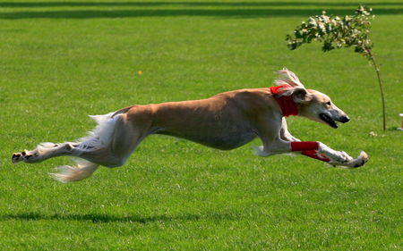 Saluki