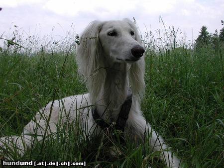 Saluki Sali zäme,