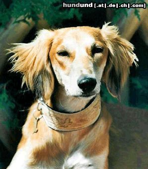 Saluki Süüüüß!