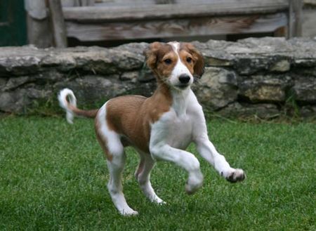 Saluki Hunde Foto 42227 in höherer Auflösung ansehen Saluki Jassirah of Falconers Dream