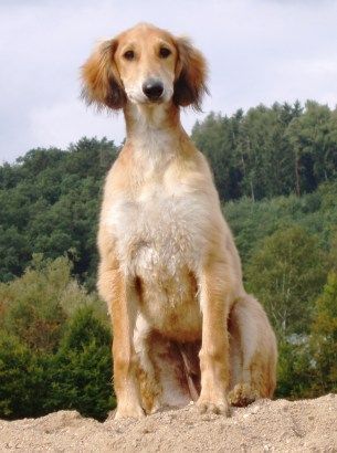 Saluki Salukiwelpe - m - Careem Bey Al Djiibaajah