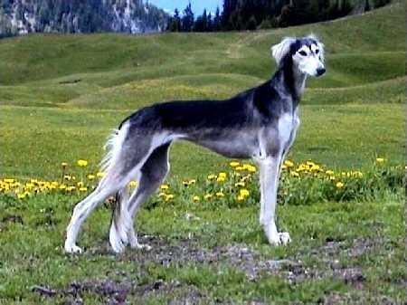 Saluki Hunde Foto 735 Saluki Shari