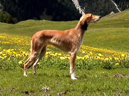 Saluki Hunde Foto 736 Saluki Tamee