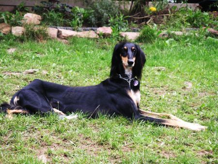 Saluki Qaduum Thamiin el Mahbub 