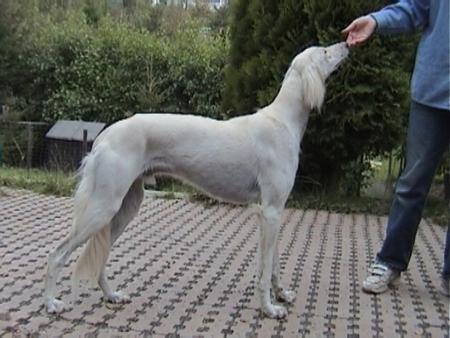 Saluki Tuan