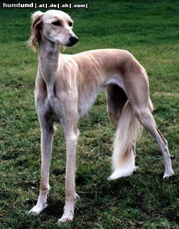 Saluki ICh. Aischa Fi-It