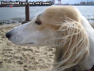 Saluki Hunde Foto 21088 Saluki Artemis, Rüde, 2 Jahre