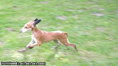 Saluki Hunde Foto 6178 Saluki Schnappschuss von Alfalfa Chalisa(3 mon. alt)