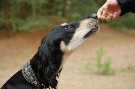 Saluki Yalameh Daran Khan