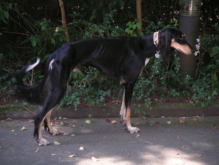 Saluki