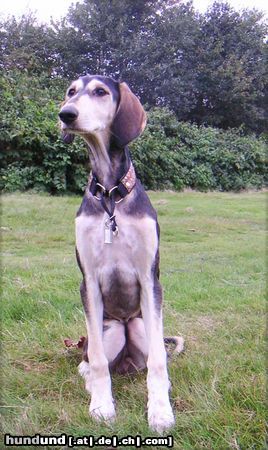 Saluki Hunde Foto 26423 in höherer Auflösung ansehen Saluki Intaj beim Morgenspaziergang