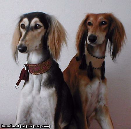 Saluki Hunde Foto 6200 Saluki Abia Layla & Amir Karim Tall Afar