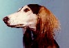 Saluki Hund