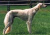 Saluki Hund