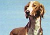 Saluki Hund