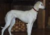Saluki Hund