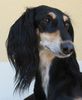 Saluki Hund